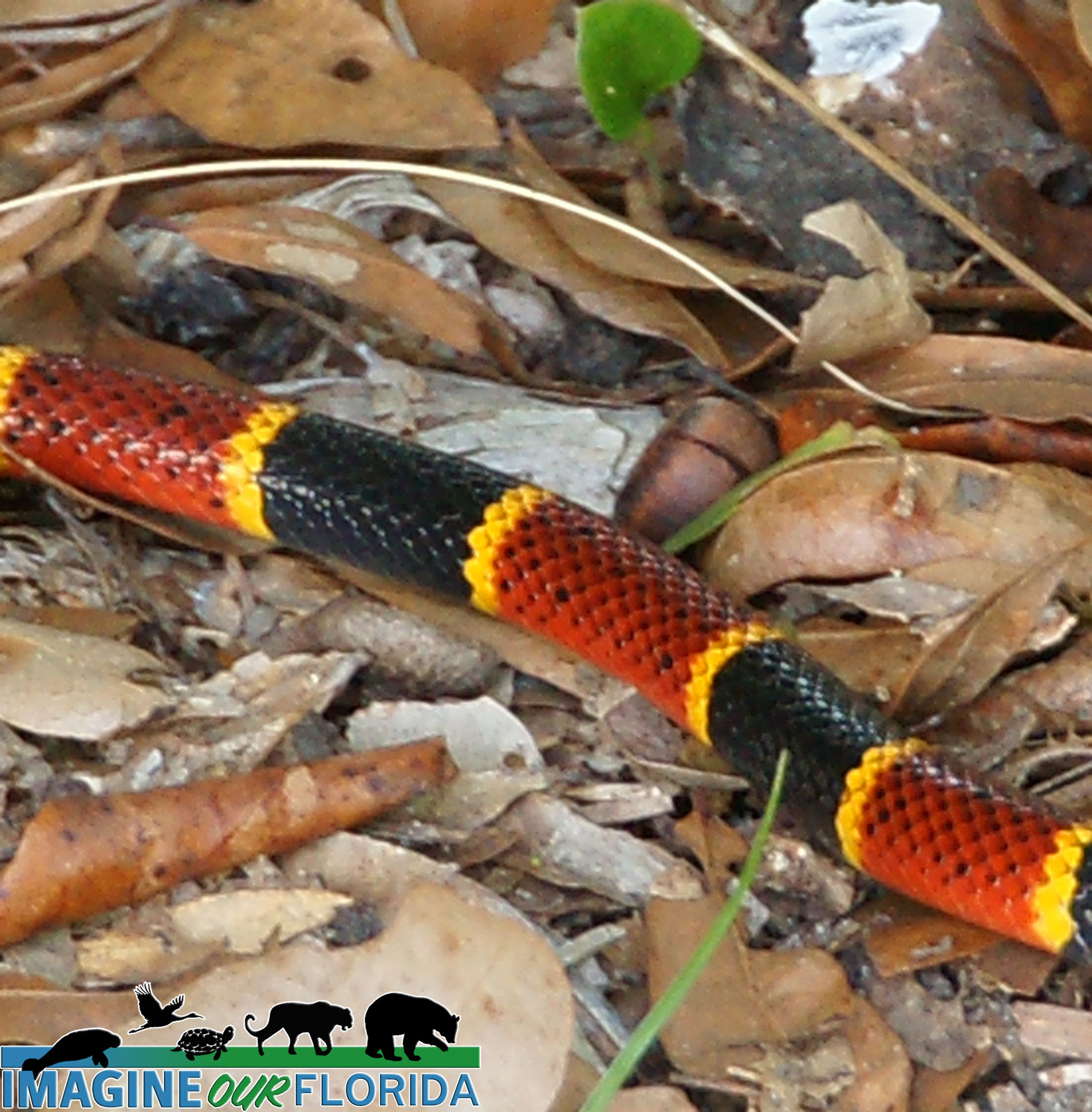 Coral Snake in Florida Everglades Holiday Park