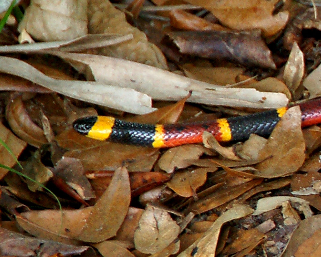 Eastern Coral Snake