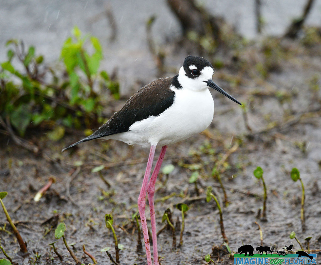 Black-necked Stilt