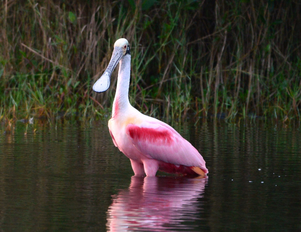 Wading Birds