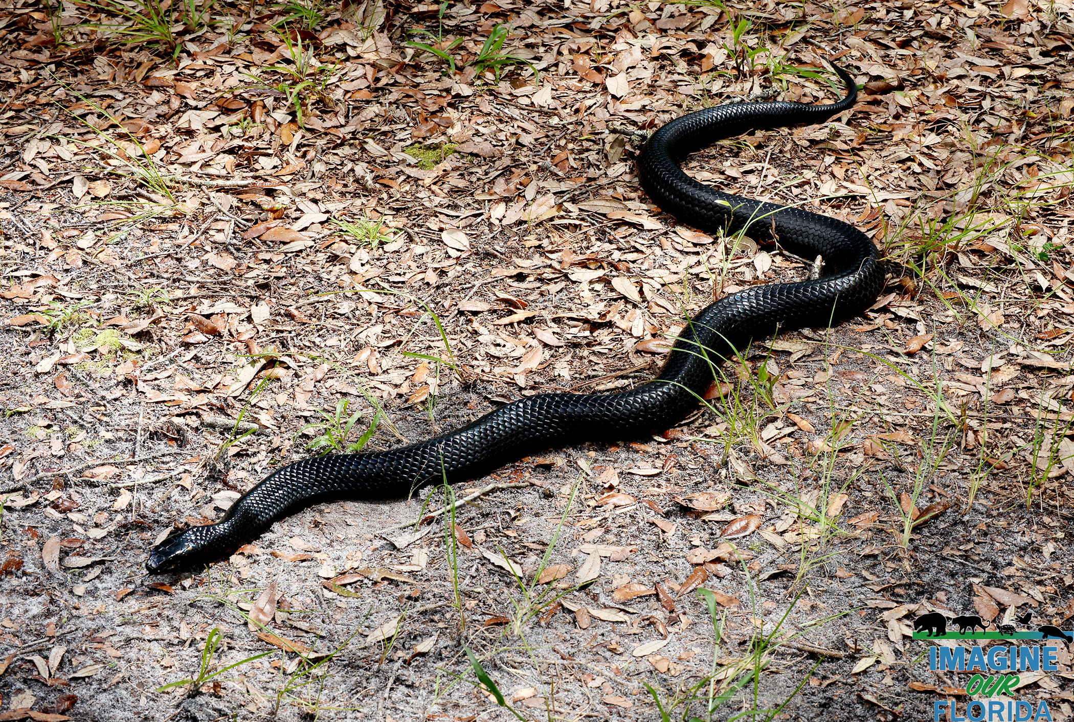 Florida Eastern Indigo Snakes