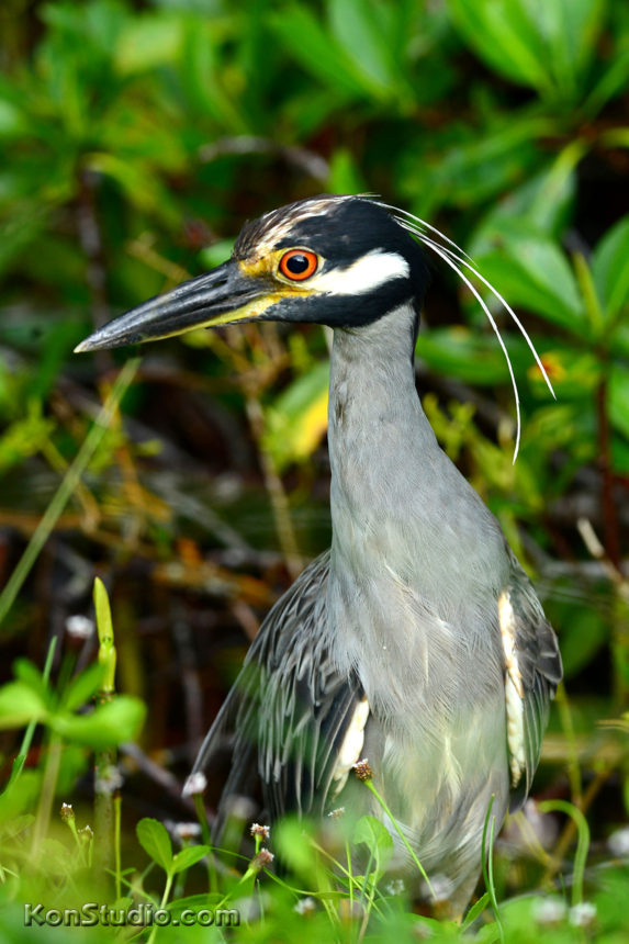 Yellow-crowned Night-Heron