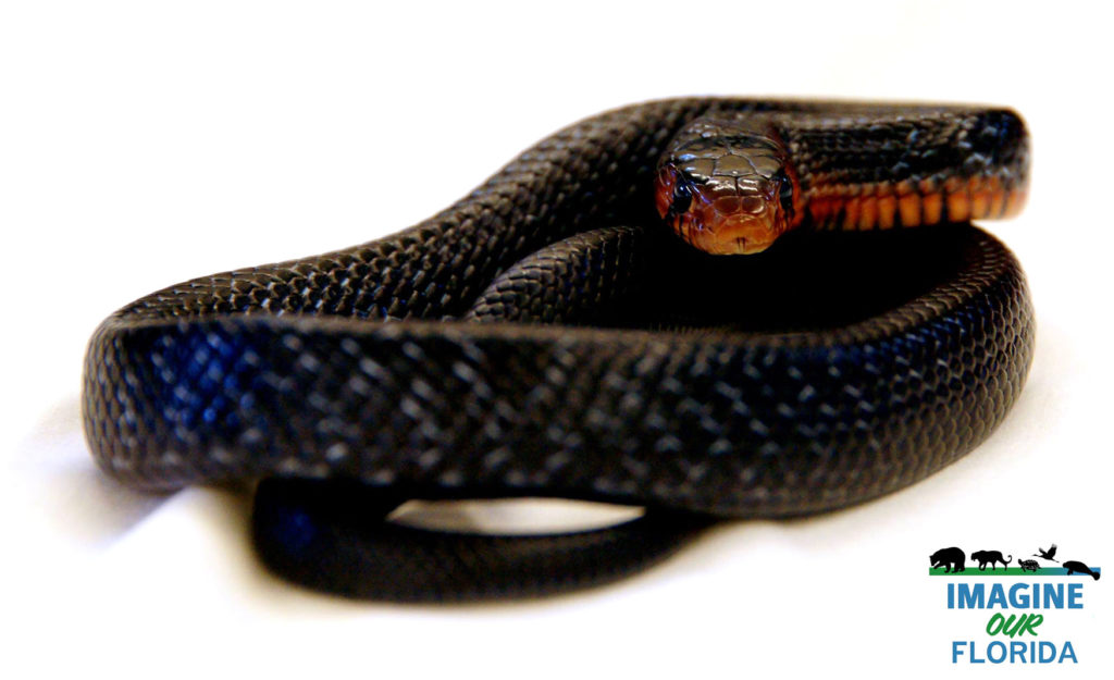 Eastern Indigo Snake