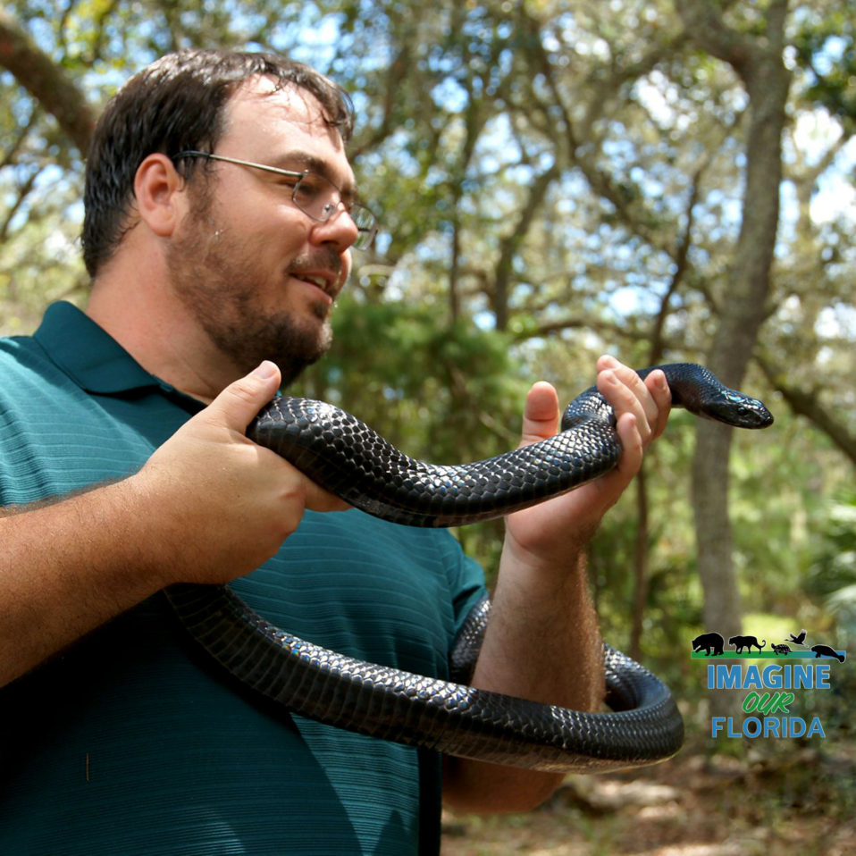 Eastern Indigo Snake – Imagine Our Florida, Inc