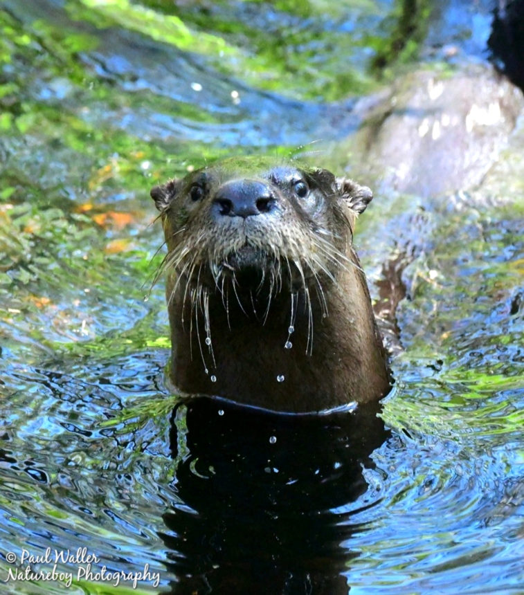 River Otter