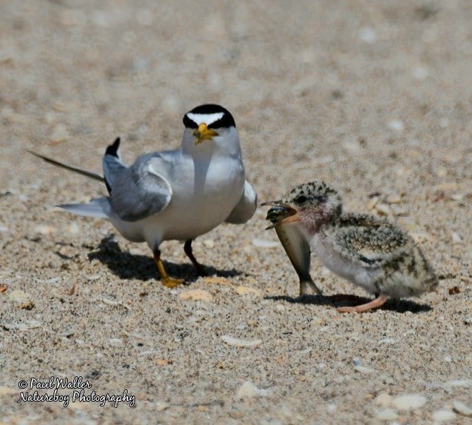 Least Tern