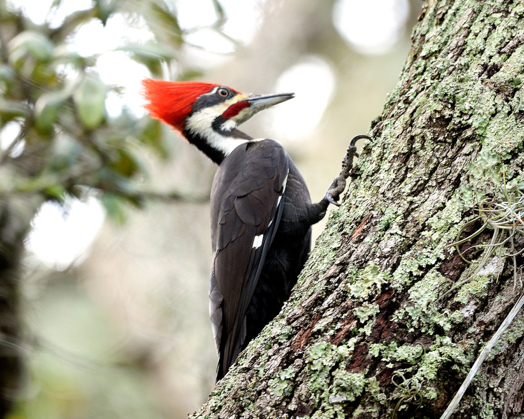 Woodpeckers and Sapsuckers