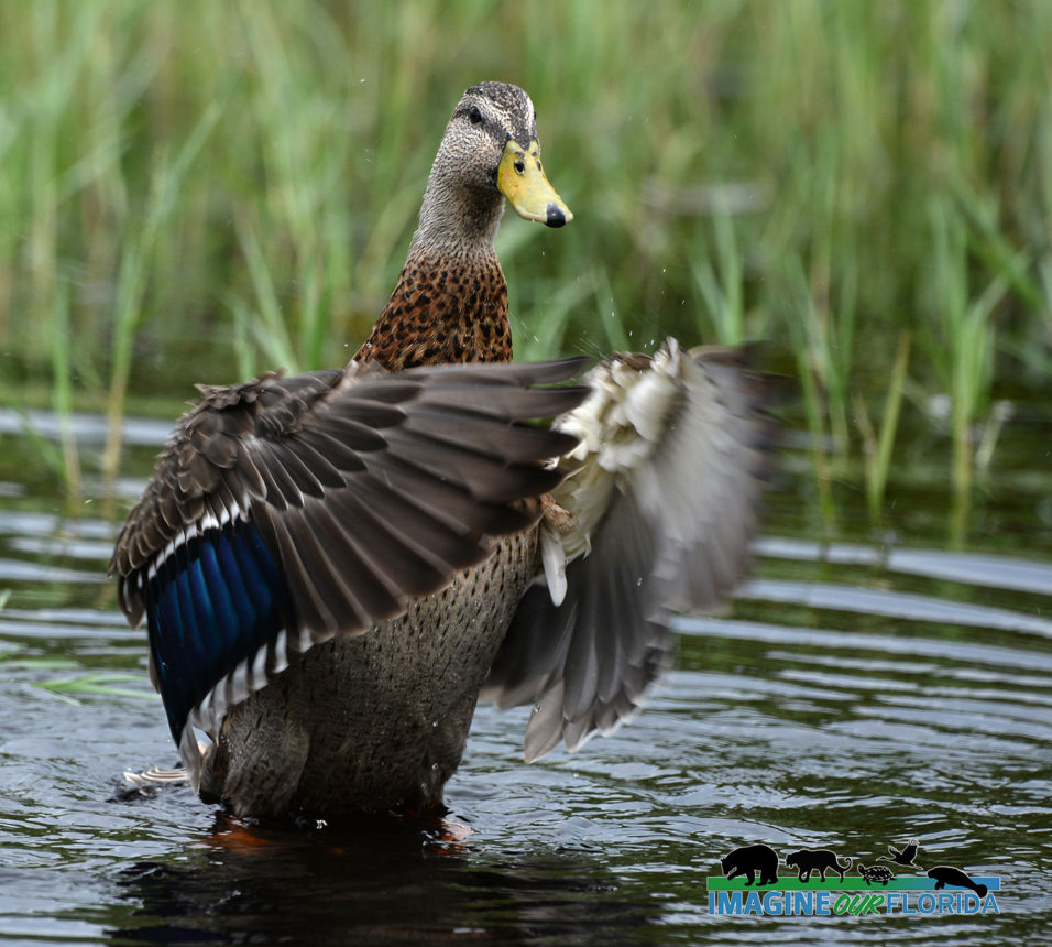 Ducks and Geese