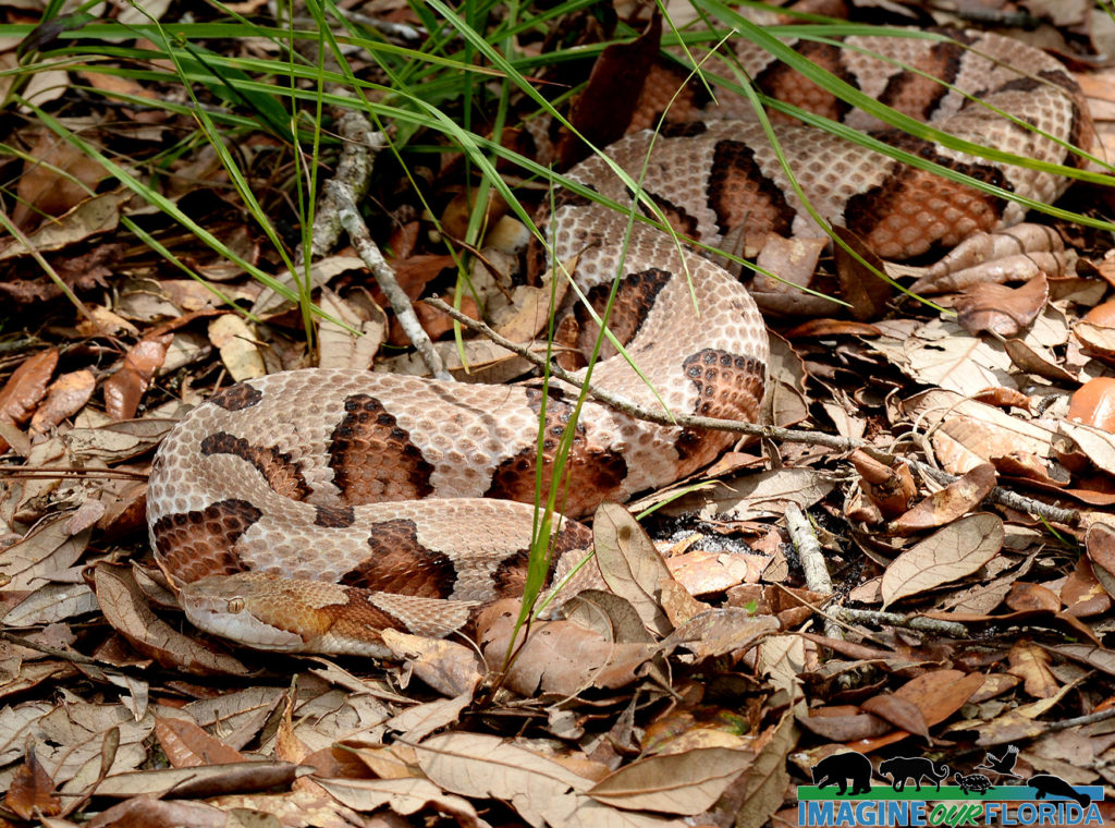 Eastern Copperhead