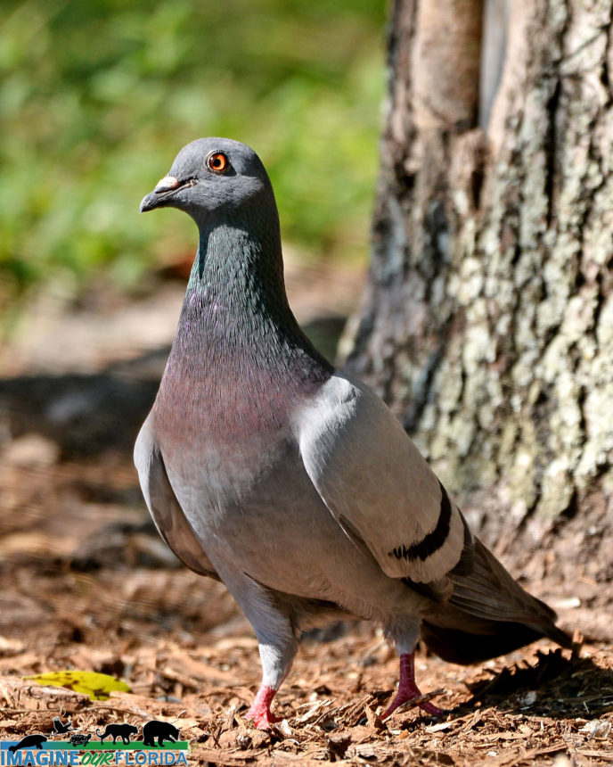 Doves and Pigeons