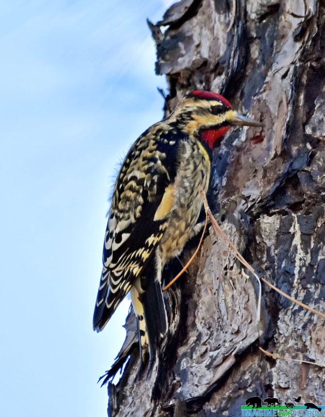 Yellow-bellied Sapsucker