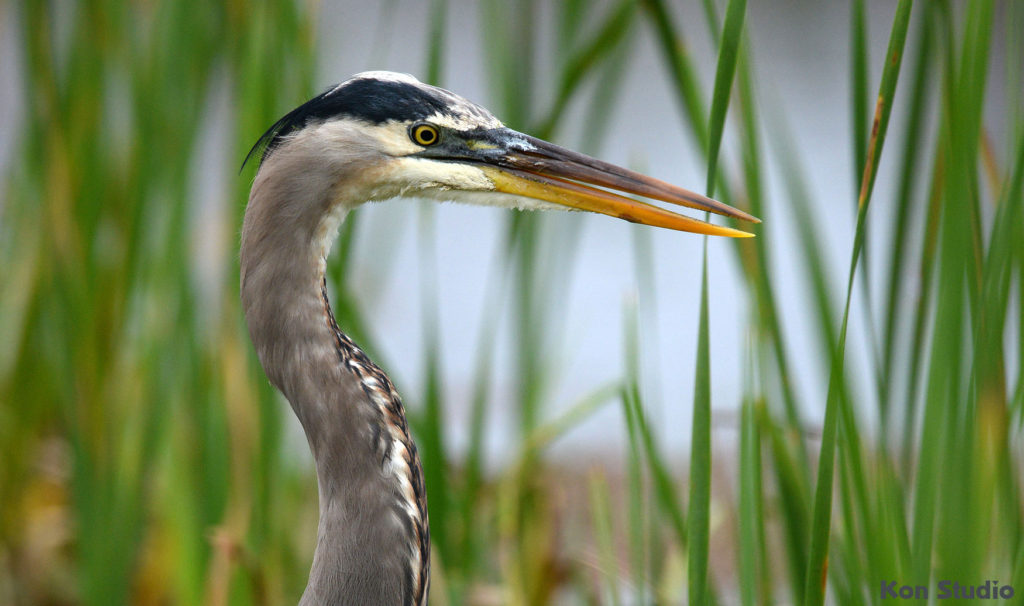 Great Blue Heron