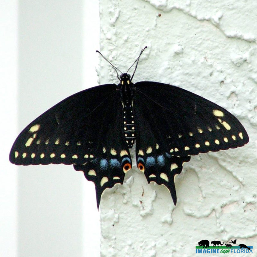 Eastern Black Swallowtails
