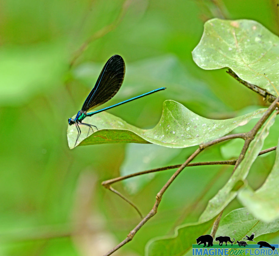 Ebony Jewelwing Dameselfly