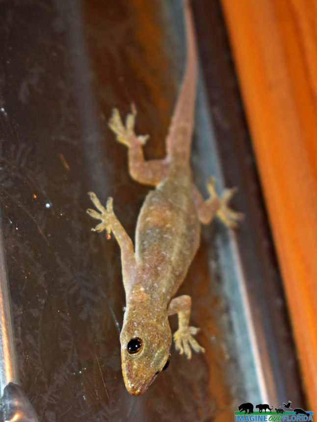 Indo-Pacific Gecko