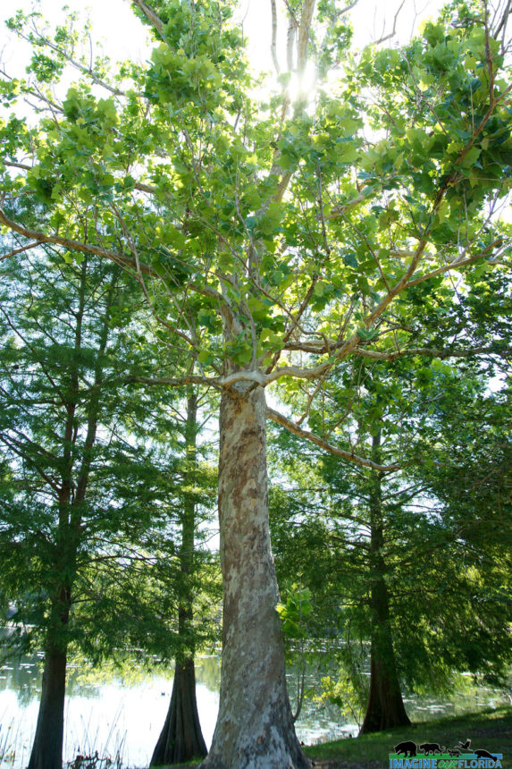 American Sycamore