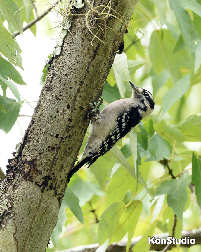 Downy Woodpecker