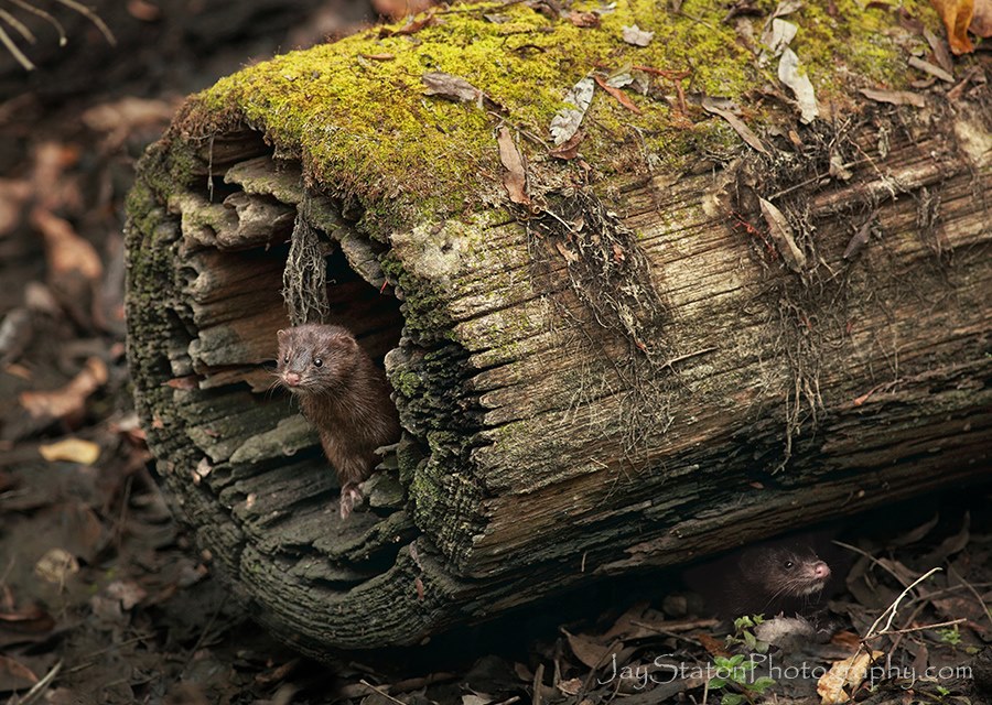 American Mink