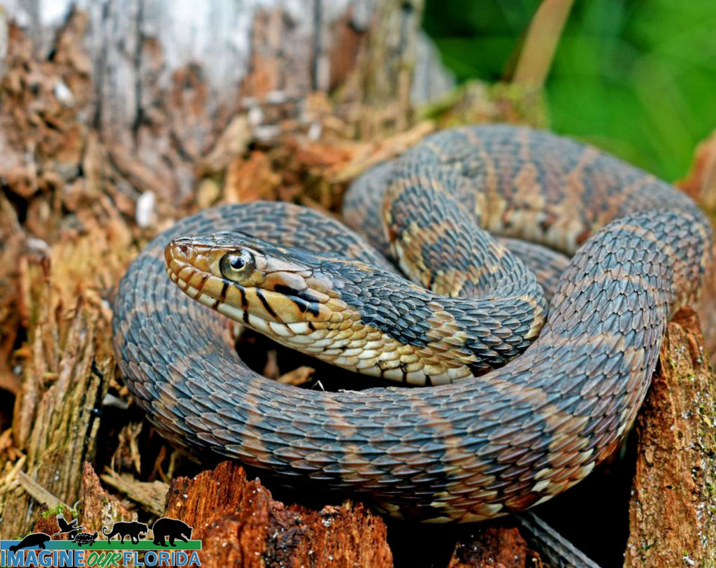 Florida banded watersnake