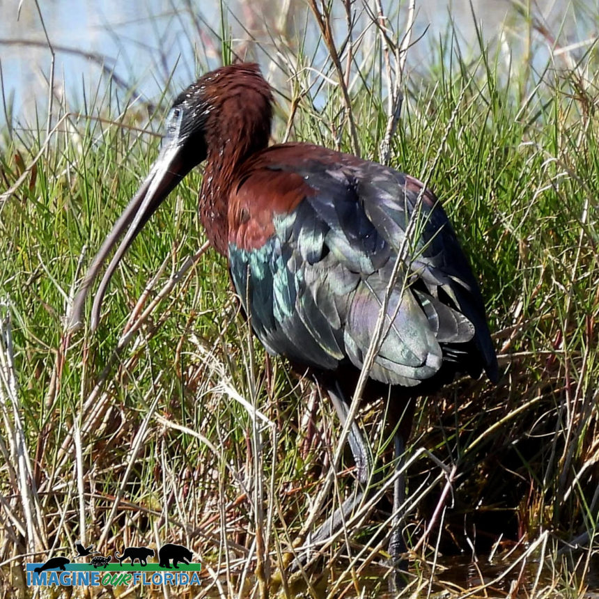 Glossy Ibis