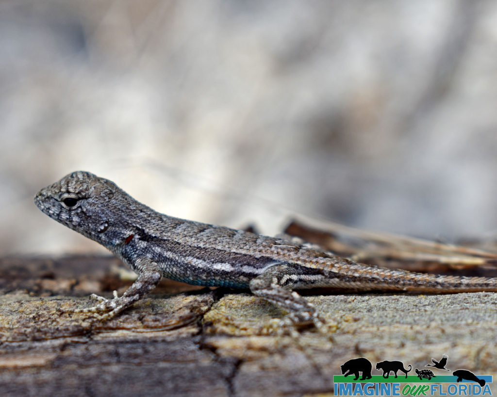 Florida Scrub Lizard