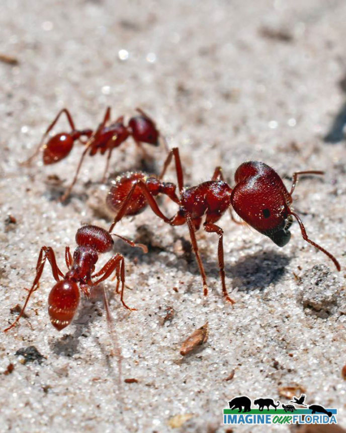 Florida Harvester Ant