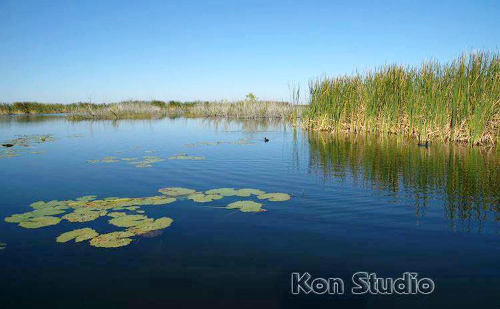 Lake Apopka  A History Lesson on Eutrophication