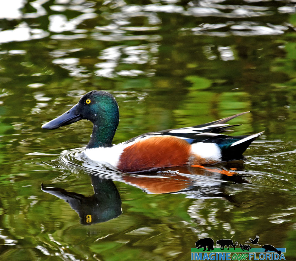 Northern Shoveler