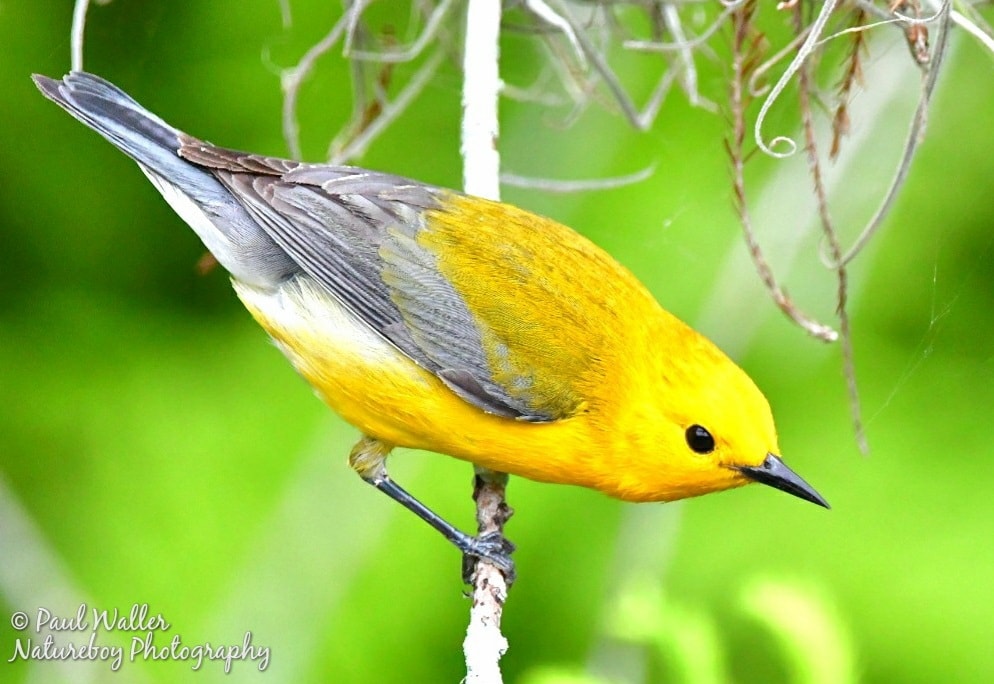 Prothonotary Warbler