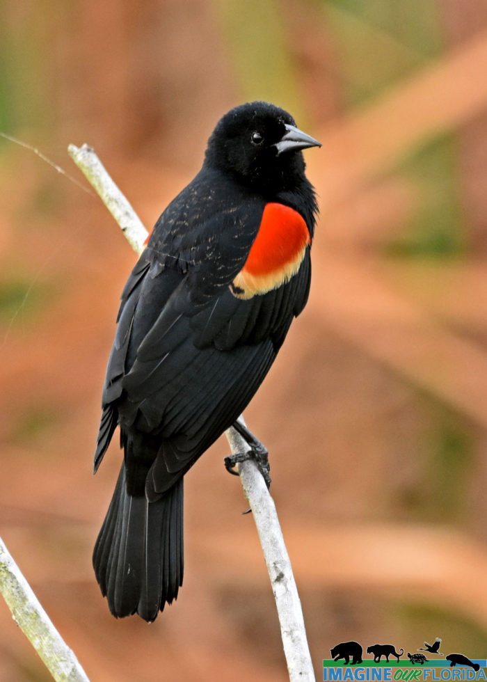 Red-winged Blackbird | Imagine Our Florida, Inc