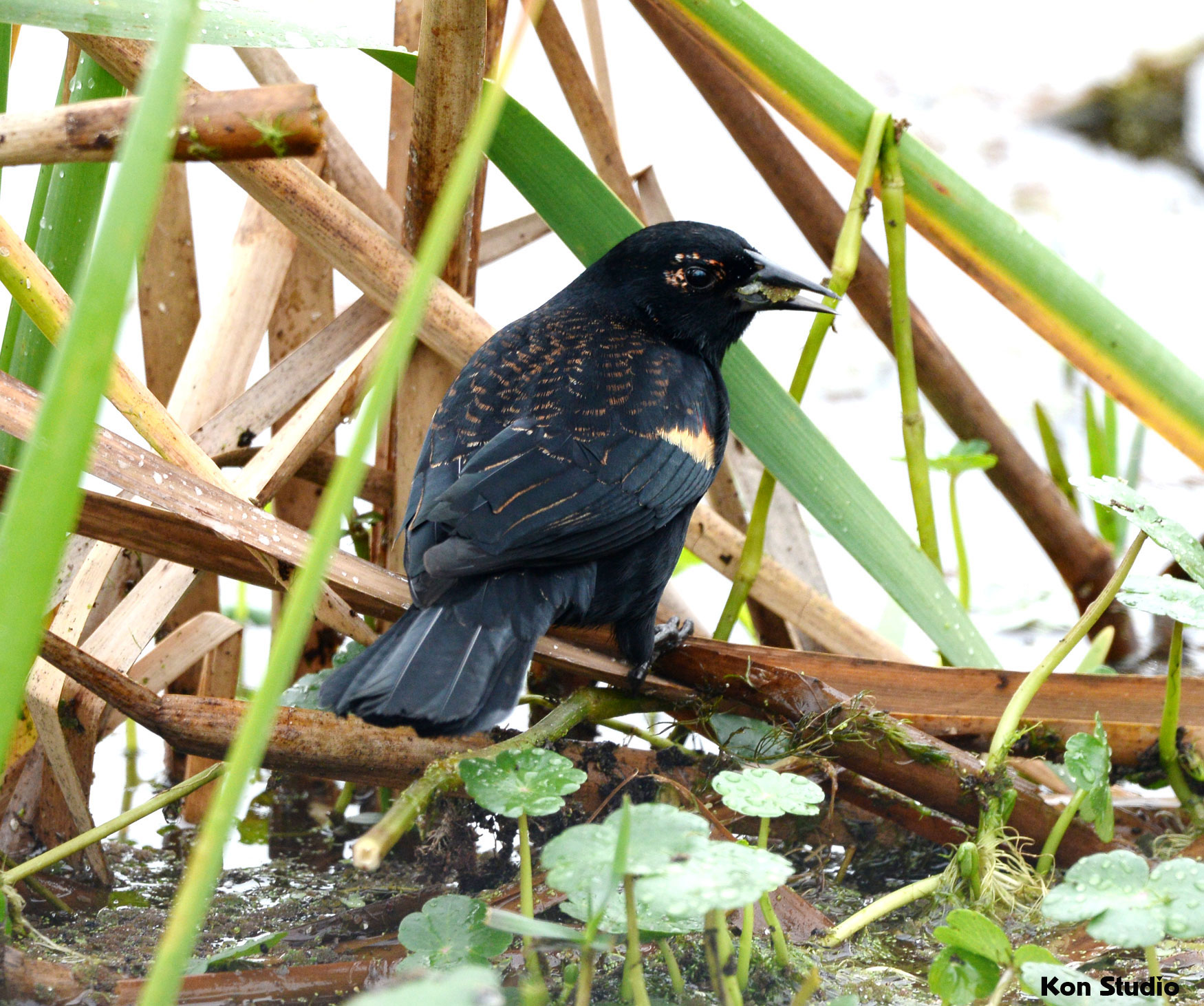 Black Birds With Yellow Beaks