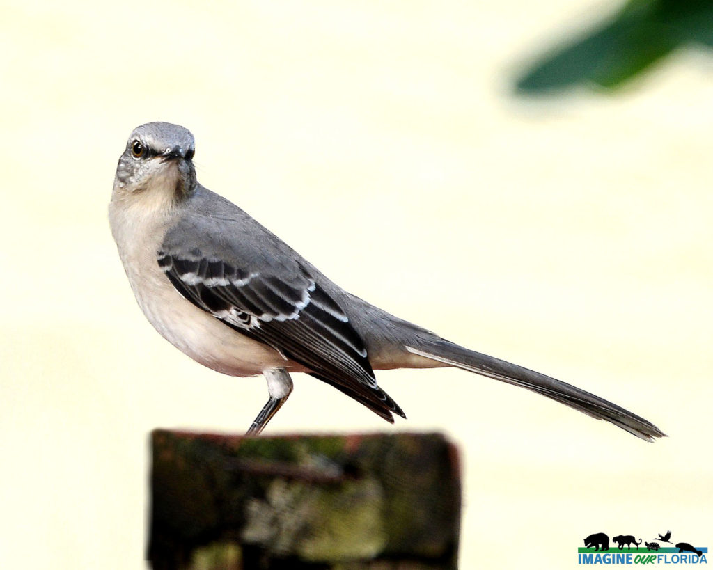 Northern Mockingbird