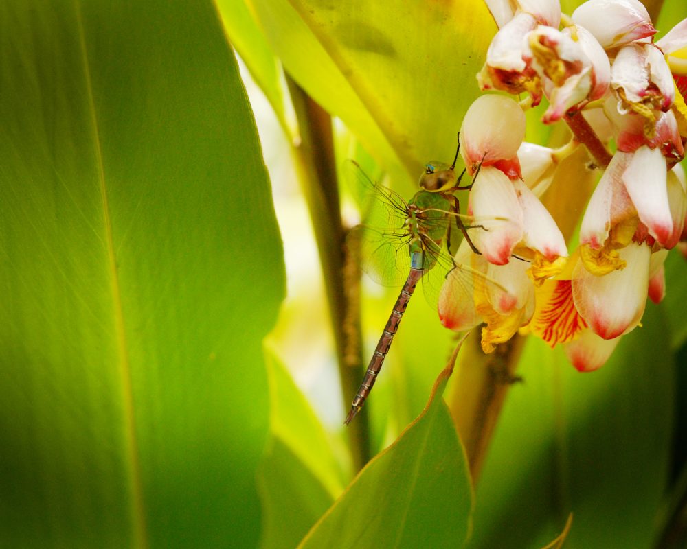 Common Green Darner