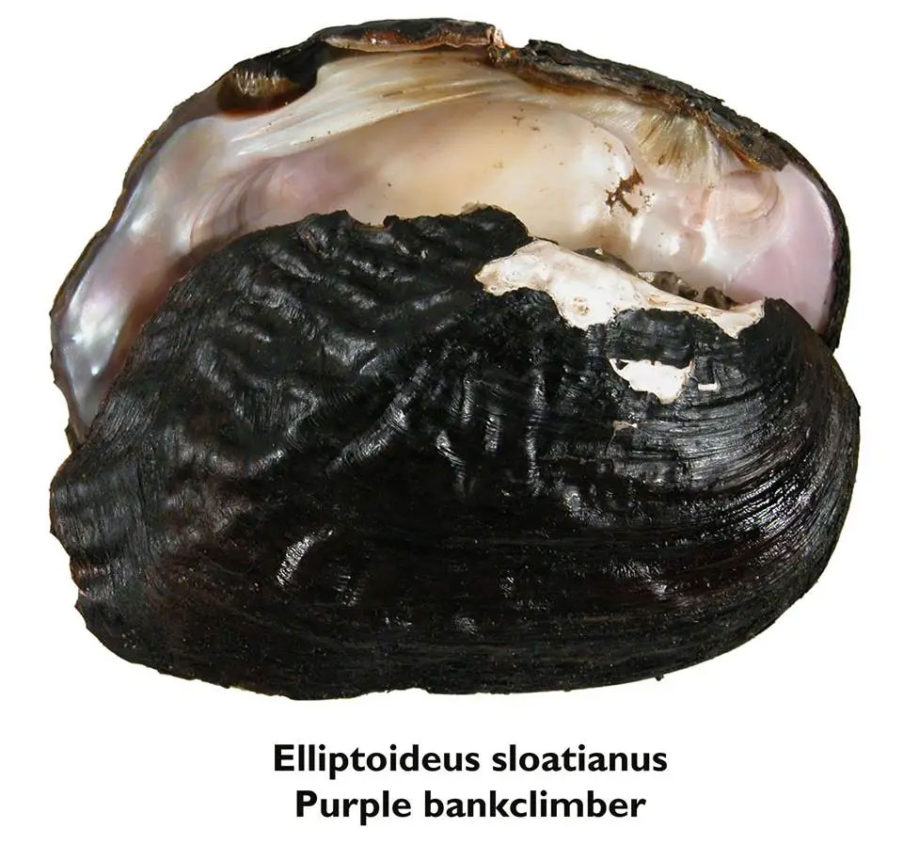 Bivalves