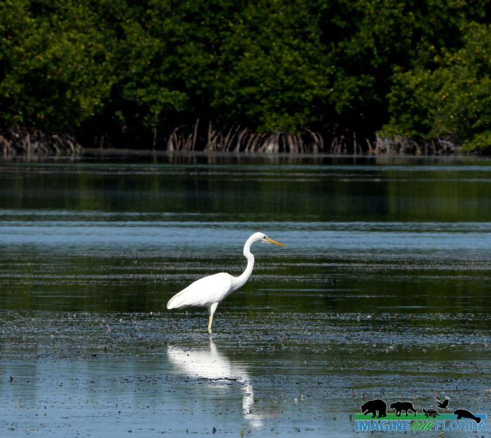 Great White Heron