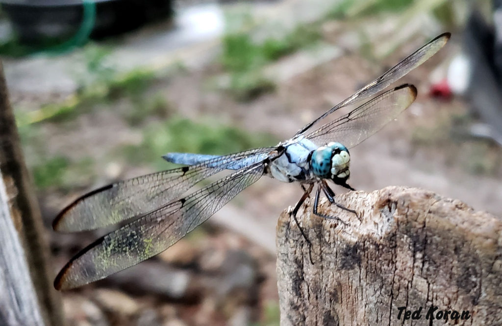 Great Blue Skimmer