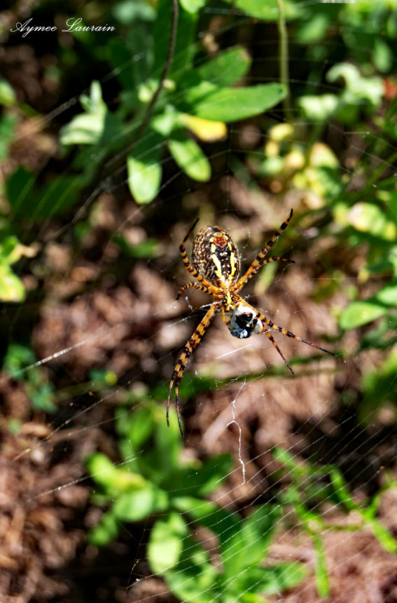 Banded Garden Spider