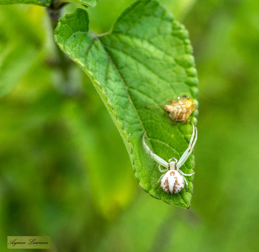 Northern Crab Spider