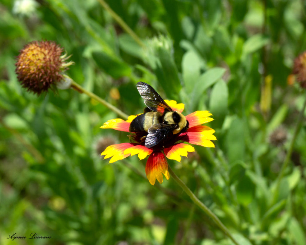 Southern Plains Bumblebee