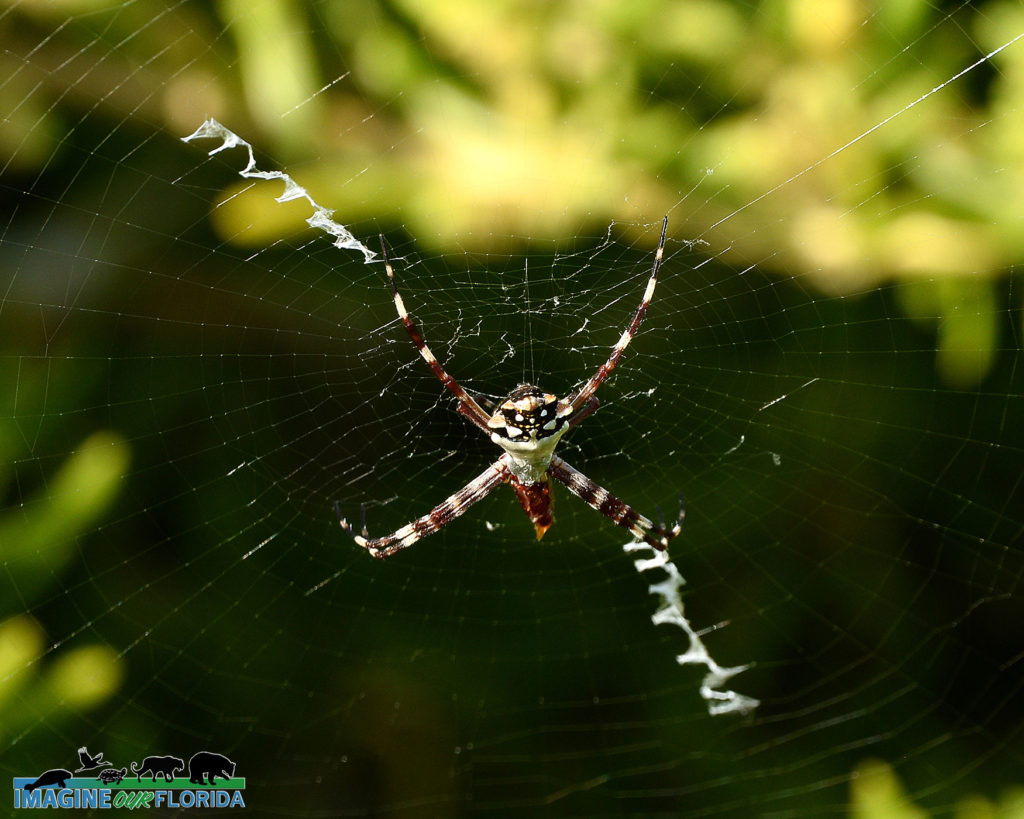 Silver Garden Orbweaver