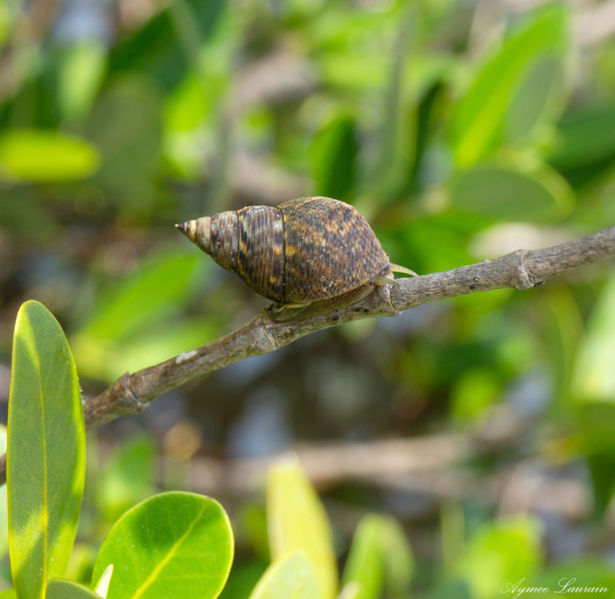 Mangrove Periwinkle
