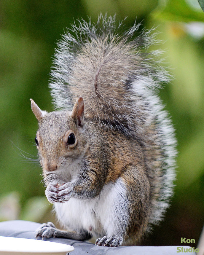 Eastern Gray Squirrel