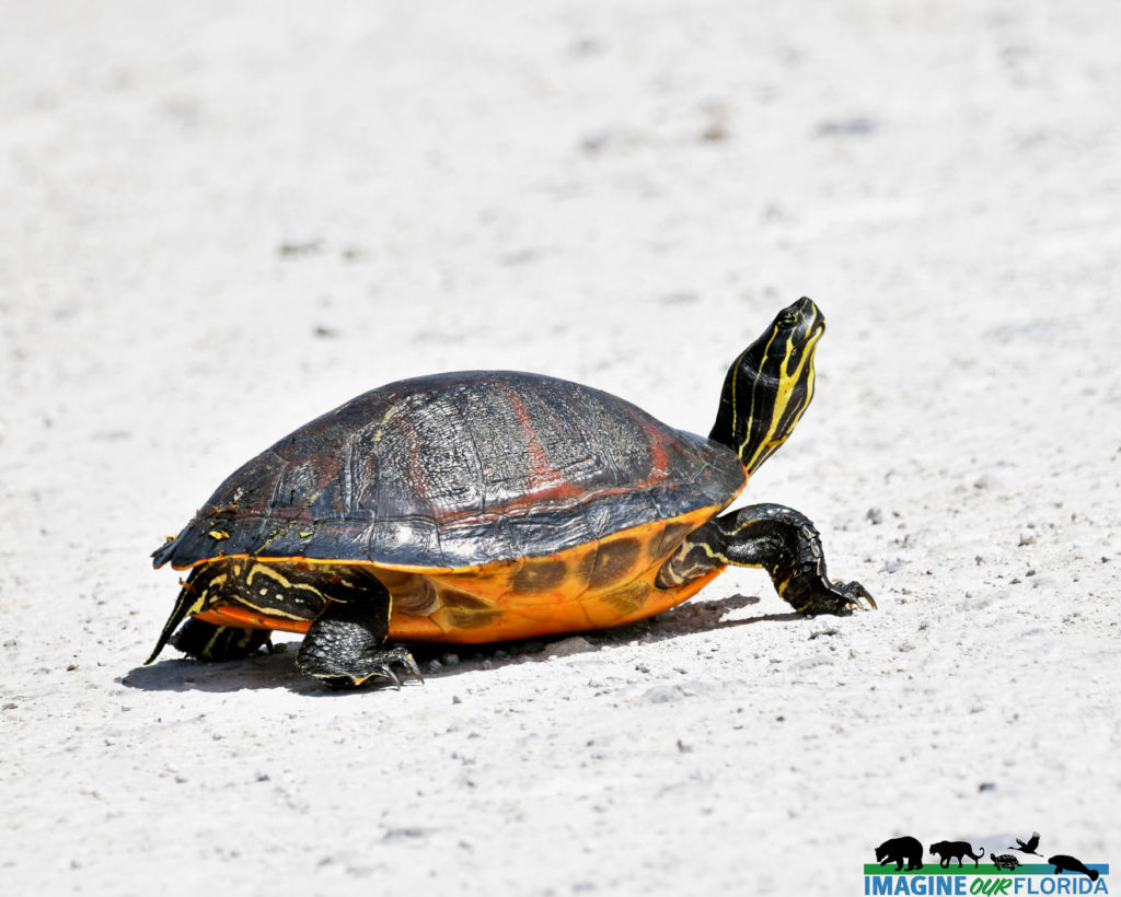 Florida Red-bellied Cooter