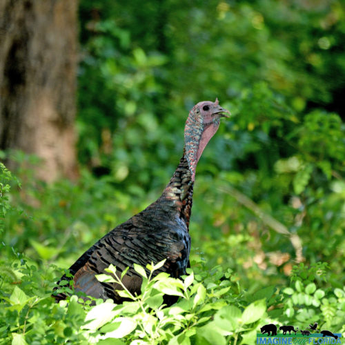 Maryland Biodiversity Project - Wild Turkey (Meleagris gallopavo)