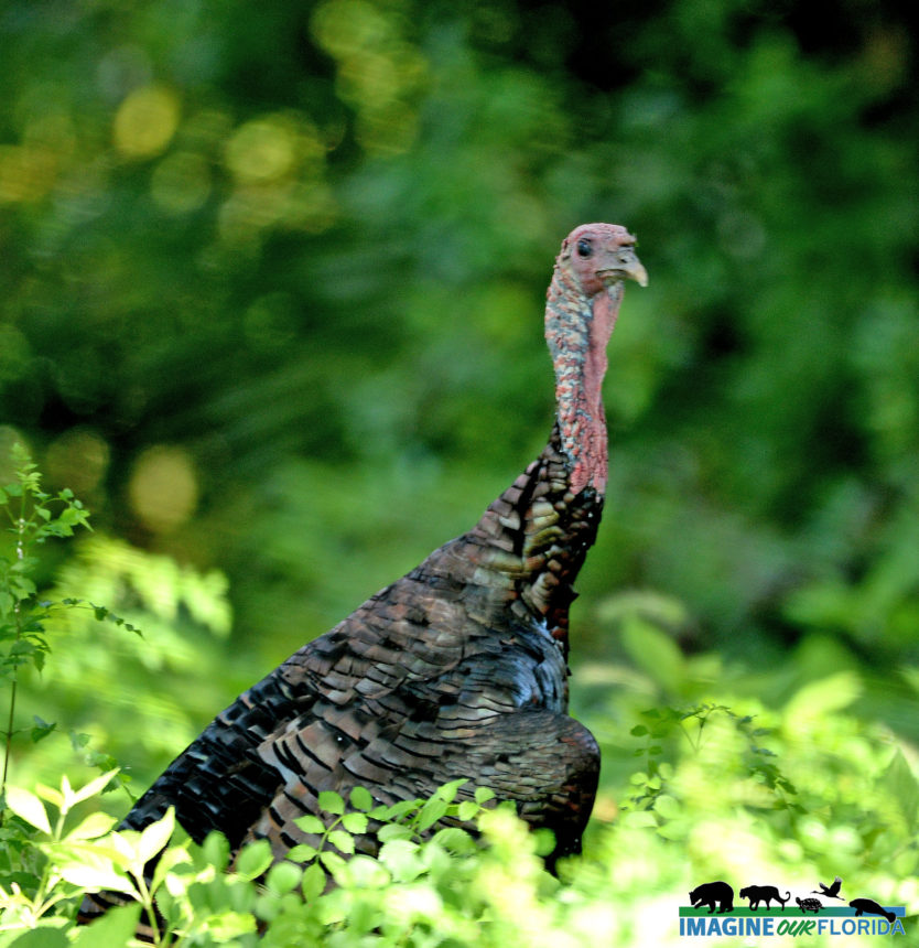 Wild Turkey