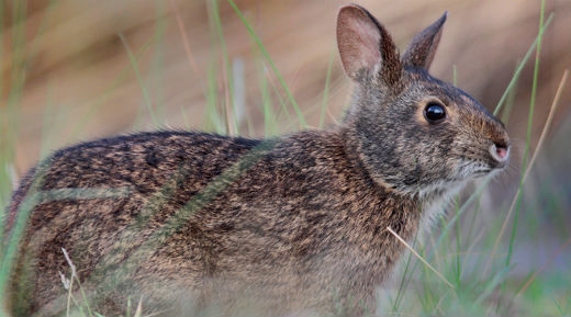 Lower Keys Marsh Rabbit