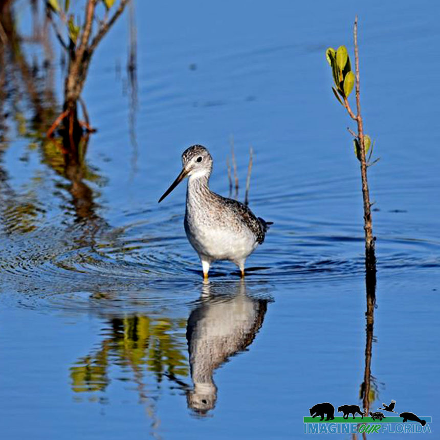 Greater Yellow Legs