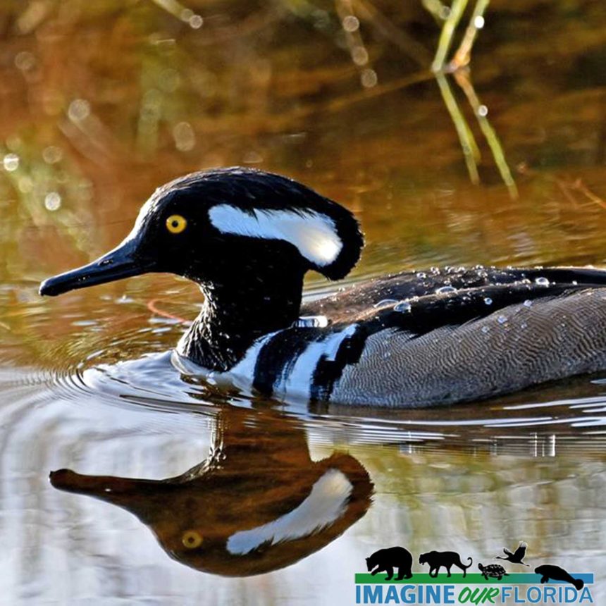 Hooded Merganser