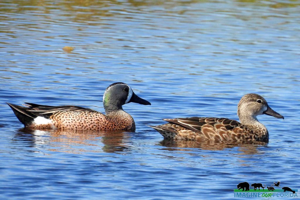 Blue-winged Teal