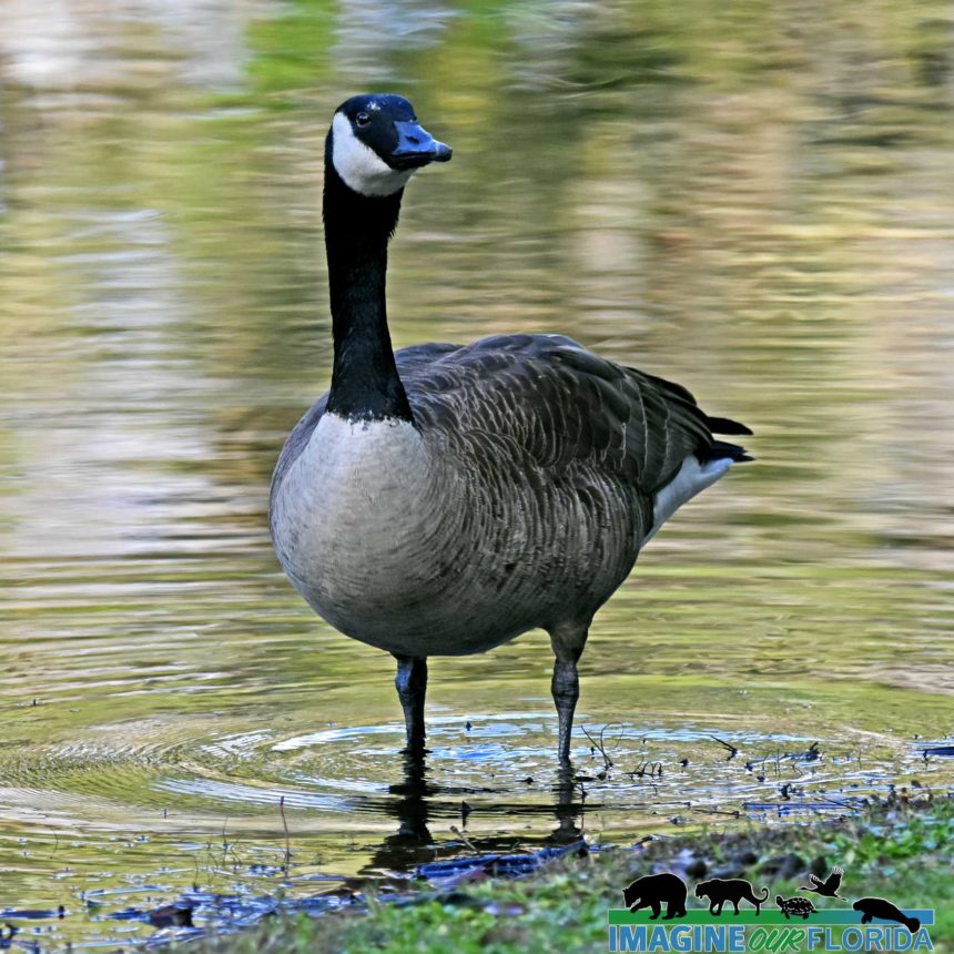 Canada Goose